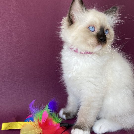 chaton Ragdoll Smarties Les Ragdolls de la Croisette