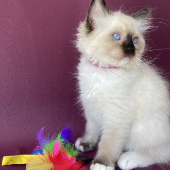 chaton Ragdoll Smarties Les Ragdolls de la Croisette