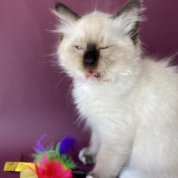 chaton Ragdoll Smarties Les Ragdolls de la Croisette