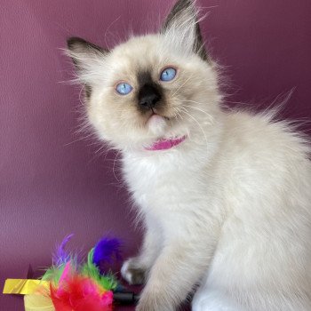 chaton Ragdoll Smarties Les Ragdolls de la Croisette