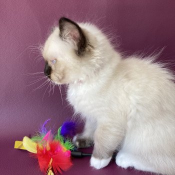 chaton Ragdoll Smarties Les Ragdolls de la Croisette