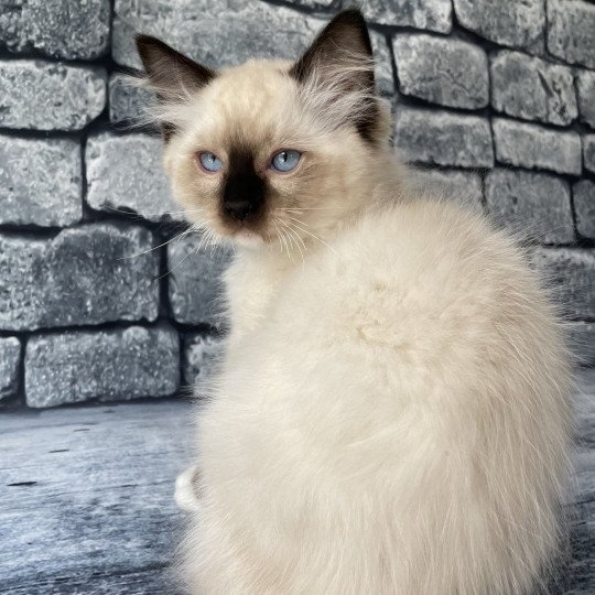 chaton Ragdoll Smarties Les Ragdolls de la Croisette