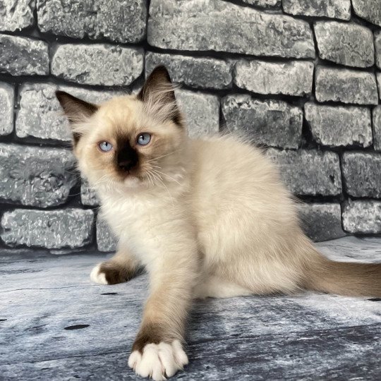 chaton Ragdoll Smarties Les Ragdolls de la Croisette