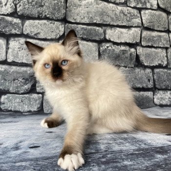 chaton Ragdoll Smarties Les Ragdolls de la Croisette