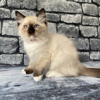 chaton Ragdoll Smarties Les Ragdolls de la Croisette