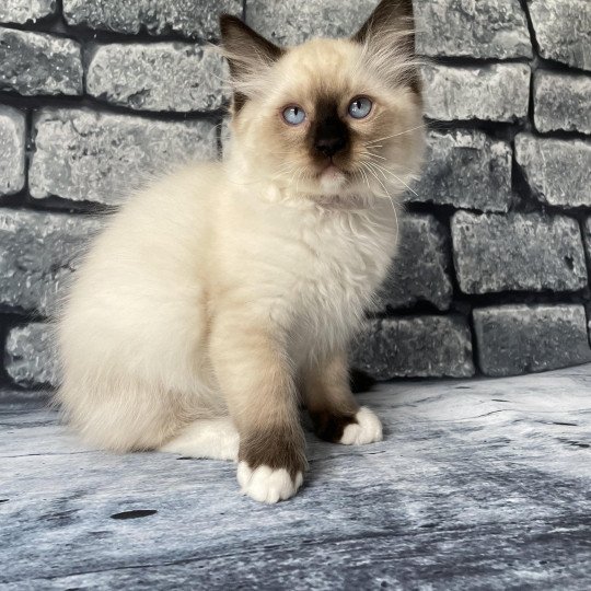 chaton Ragdoll Smarties Les Ragdolls de la Croisette