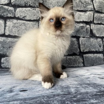 chaton Ragdoll Smarties Les Ragdolls de la Croisette