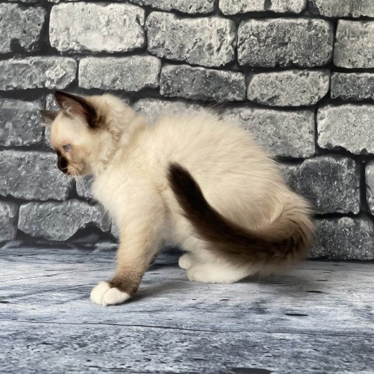 chaton Ragdoll Smarties Les Ragdolls de la Croisette