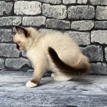 chaton Ragdoll Smarties Les Ragdolls de la Croisette