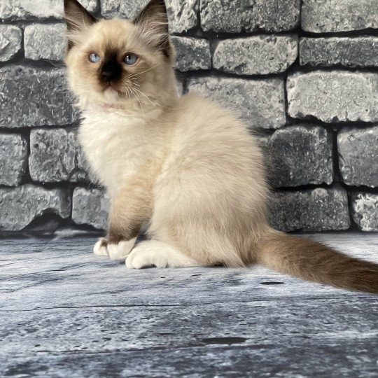 chaton Ragdoll Smarties Les Ragdolls de la Croisette