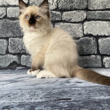 chaton Ragdoll Smarties Les Ragdolls de la Croisette chaton Ragdoll Smarties Les Ragdolls de la Croisette