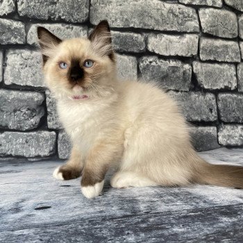 chaton Ragdoll Smarties Les Ragdolls de la Croisette chaton Ragdoll Smarties Les Ragdolls de la Croisette