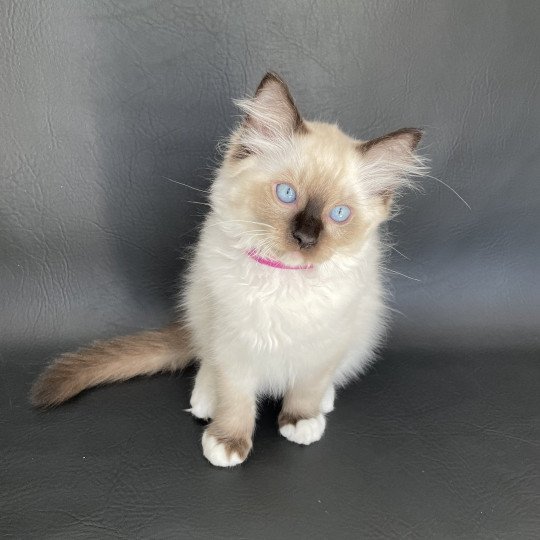 chaton Ragdoll seal point mitted Smarties Les Ragdolls de la Croisette