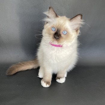 chaton Ragdoll seal point mitted Smarties Les Ragdolls de la Croisette