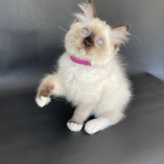 chaton Ragdoll seal point mitted Smarties Les Ragdolls de la Croisette