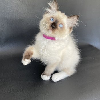 chaton Ragdoll seal point mitted Smarties Les Ragdolls de la Croisette