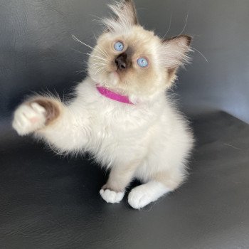 chaton Ragdoll seal point mitted Smarties Les Ragdolls de la Croisette