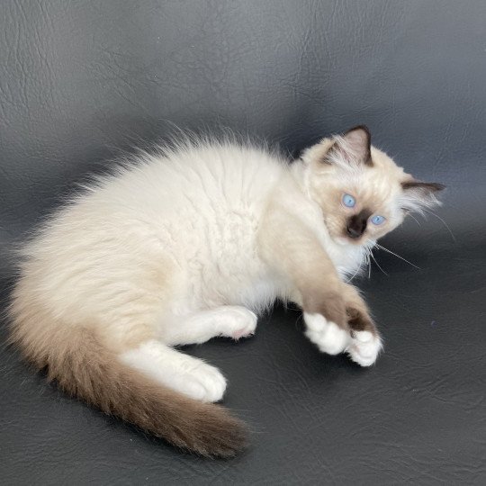 chaton Ragdoll seal point mitted Smarties Les Ragdolls de la Croisette