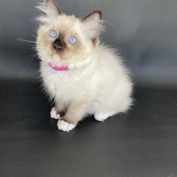 chaton Ragdoll seal point mitted Smarties Les Ragdolls de la Croisette