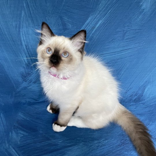 chaton Ragdoll seal point mitted Smarties Les Ragdolls de la Croisette