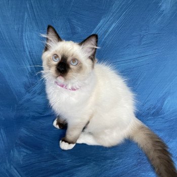 chaton Ragdoll seal point mitted Smarties Les Ragdolls de la Croisette