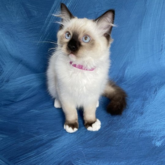 chaton Ragdoll seal point mitted Smarties Les Ragdolls de la Croisette