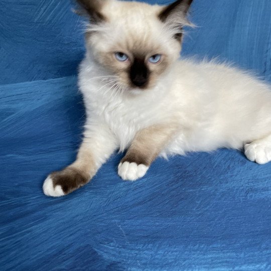 chaton Ragdoll seal point mitted Smarties Les Ragdolls de la Croisette