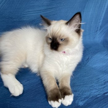 chaton Ragdoll seal point mitted Smarties Les Ragdolls de la Croisette chaton Ragdoll seal point mitted Smarties Les Ragdolls de la Croisette