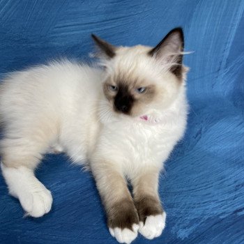 chaton Ragdoll seal point mitted Smarties Les Ragdolls de la Croisette