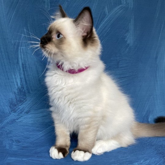 chaton Ragdoll seal point mitted Smarties Les Ragdolls de la Croisette