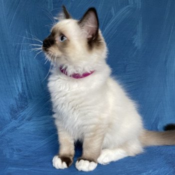 chaton Ragdoll seal point mitted Smarties Les Ragdolls de la Croisette chaton Ragdoll seal point mitted Smarties Les Ragdolls de la Croisette