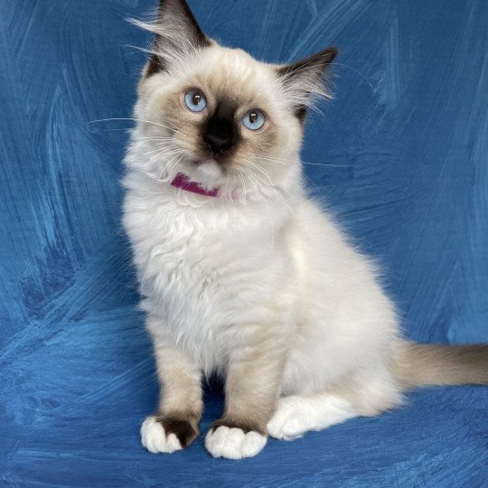 chaton Ragdoll seal point mitted Smarties Les Ragdolls de la Croisette