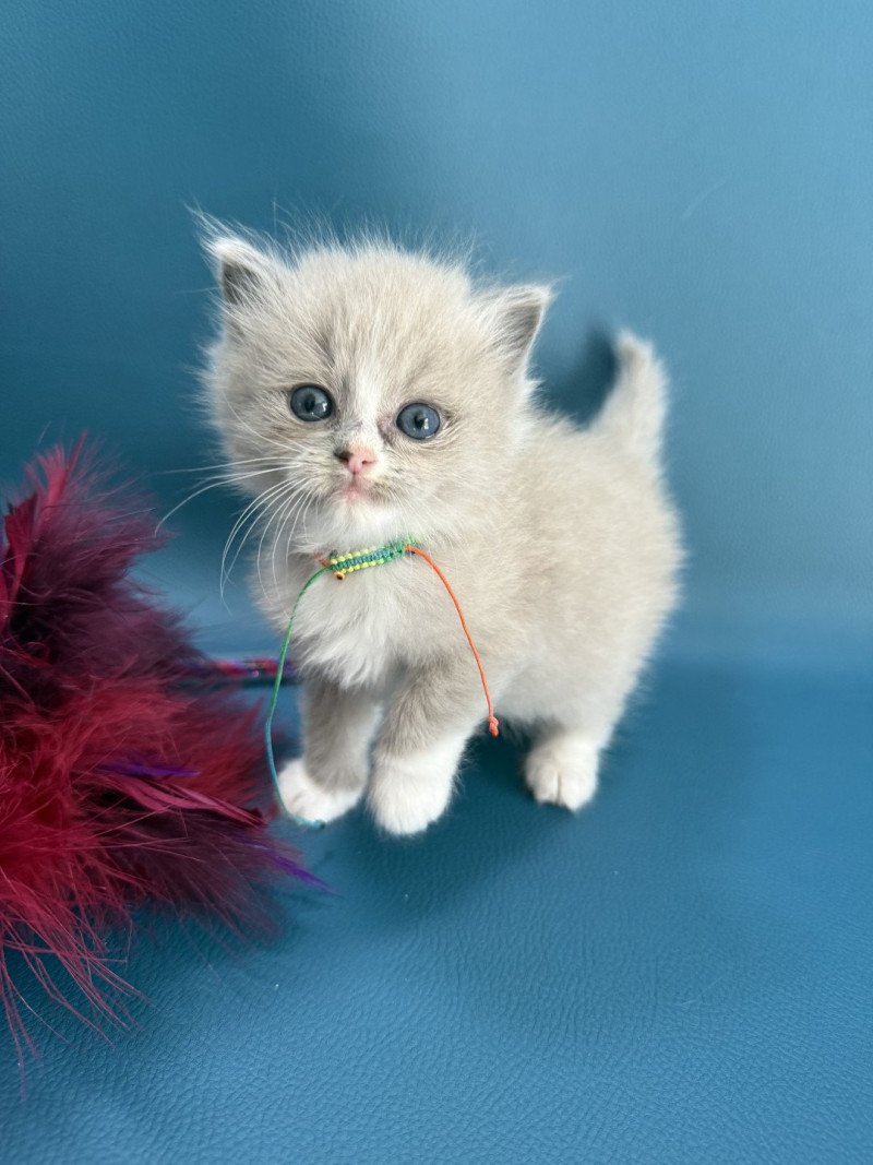 Aimee De La Croisette Femelle Ragdoll