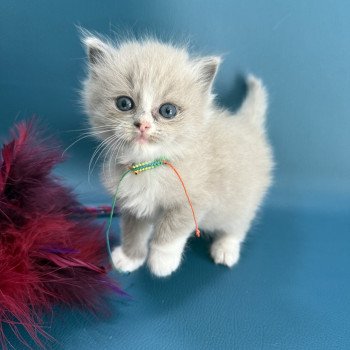 chaton Ragdoll Multi Les Ragdolls de la Croisette