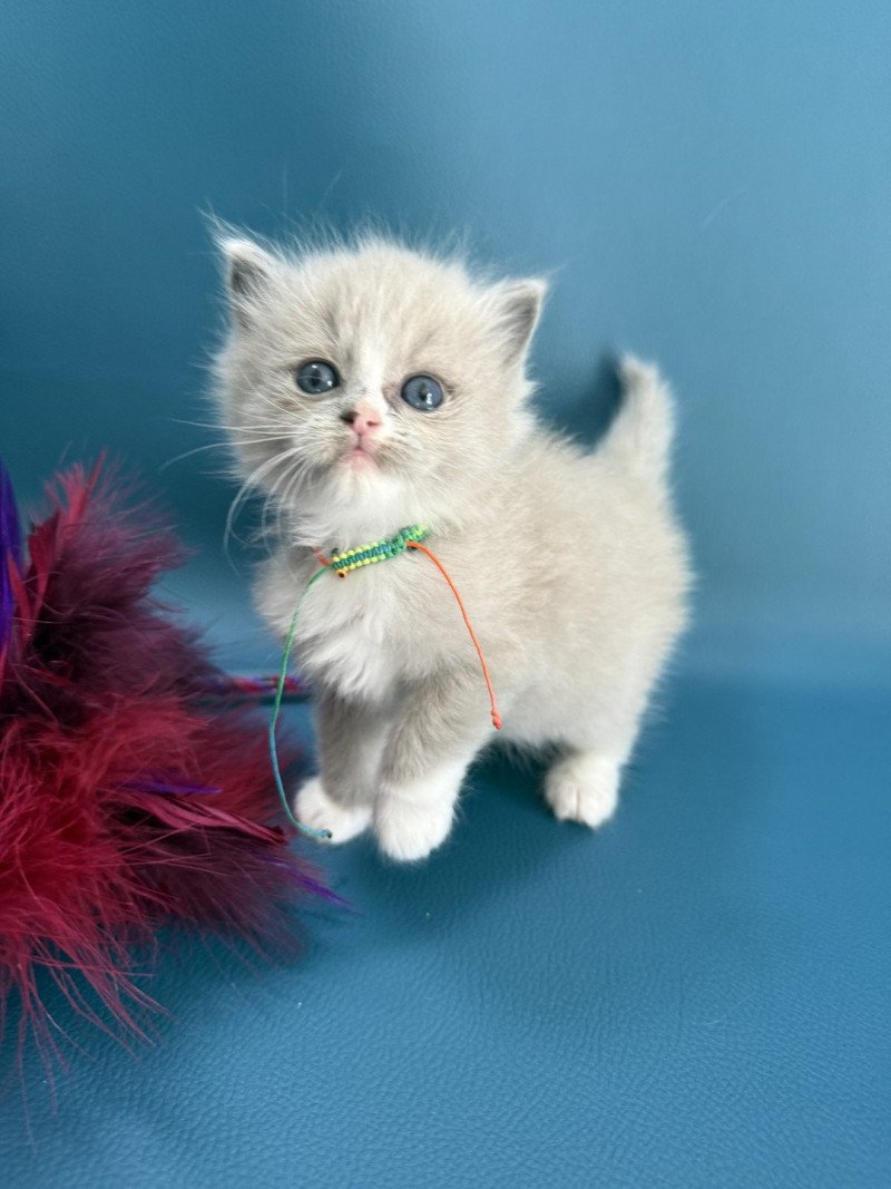 Aimee De La Croisette Femelle Ragdoll