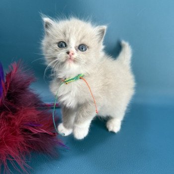 Aimee De La Croisette Femelle Ragdoll