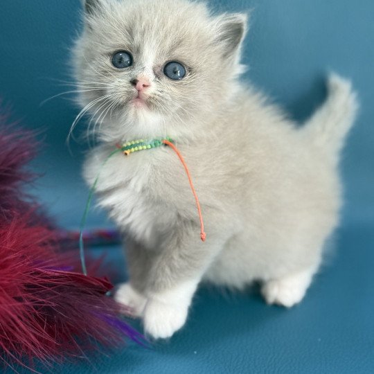 chaton Ragdoll Multi Les Ragdolls de la Croisette