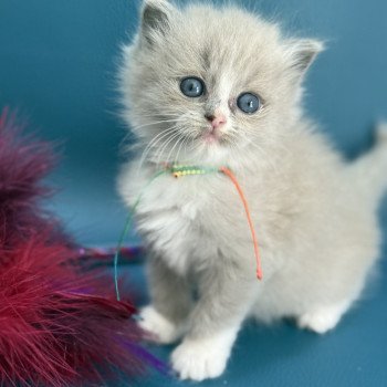 chaton Ragdoll Multi Les Ragdolls de la Croisette