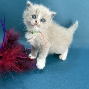 chaton Ragdoll Multi Les Ragdolls de la Croisette