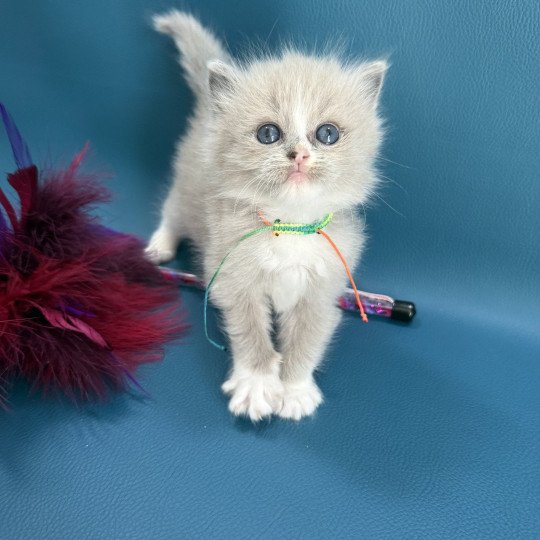 chaton Ragdoll Multi Les Ragdolls de la Croisette