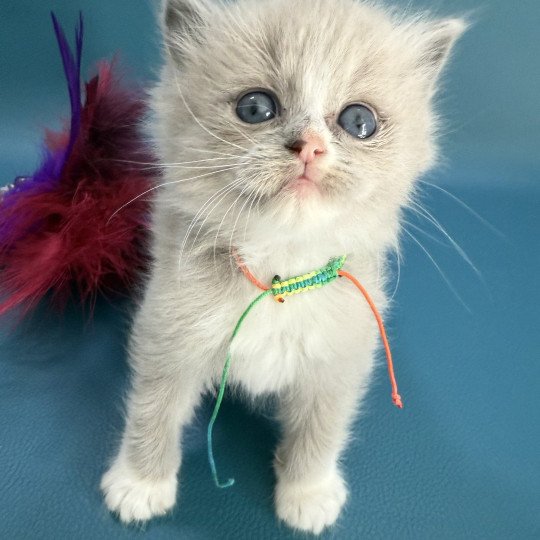 chaton Ragdoll Multi Les Ragdolls de la Croisette