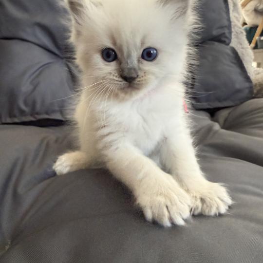 chaton Ragdoll blue point multi Les Ragdolls de la Croisette