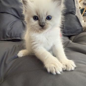 chaton Ragdoll blue point multi Les Ragdolls de la Croisette