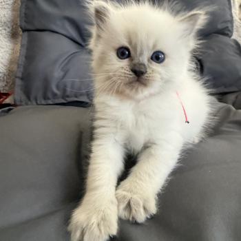 chaton Ragdoll blue point multi Les Ragdolls de la Croisette