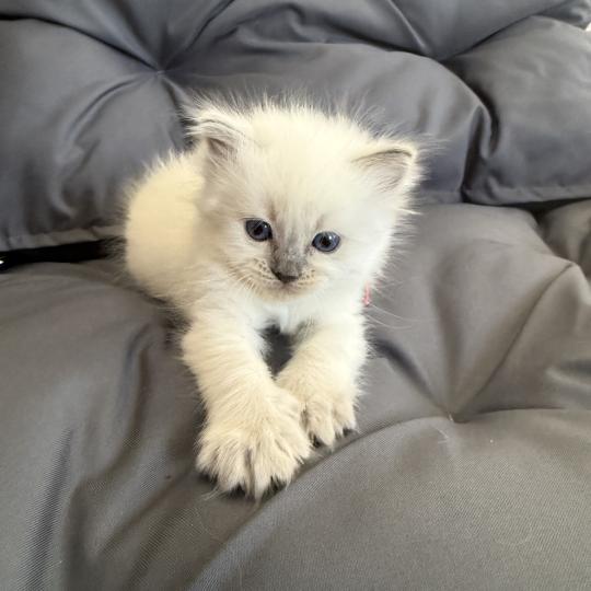 chaton Ragdoll blue point multi Les Ragdolls de la Croisette