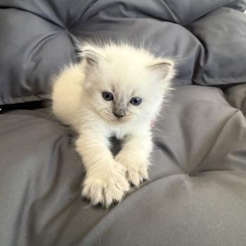 chaton Ragdoll blue point multi Les Ragdolls de la Croisette