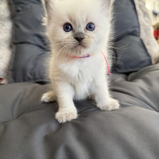 chaton Ragdoll blue point multi Les Ragdolls de la Croisette
