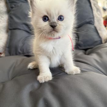 chaton Ragdoll blue point multi Les Ragdolls de la Croisette