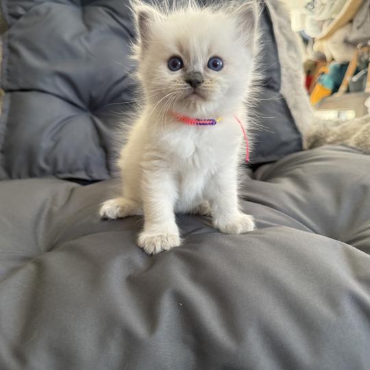 chaton Ragdoll blue point multi Les Ragdolls de la Croisette