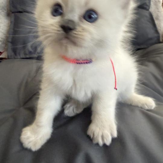 chaton Ragdoll blue point multi Les Ragdolls de la Croisette